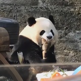 灯笼糕糕