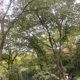 怪奇小贝鲁