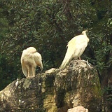 小熊猫好可爱吖