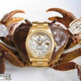 螃蟹爱戴三个表