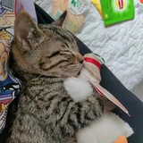 一只小狮子
