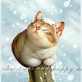猫咪深林