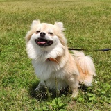 寻找爱犬小六子