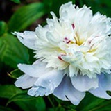 白芍