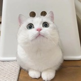 霖