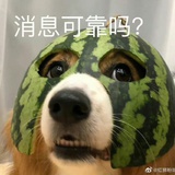 东北丽姐