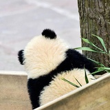 小熊猫🐼