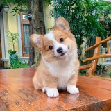 顾小小