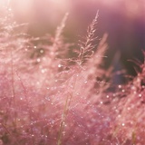 皇帝才竞争上岗