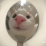 旅鼠大耗子