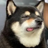 过桥免青白二鲜