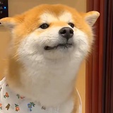 不知名柴