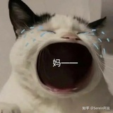 想养只猫