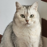 yanchuu