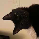 西卡