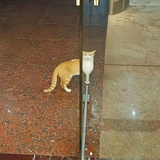桃桃乌龙