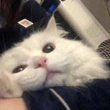 EliottYYDS