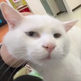 里里蓝旯