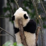 美式不加盐
