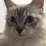 luwuwu