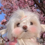 木板
