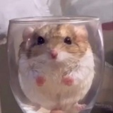 氢染液