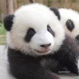 微笑的胖熊猫