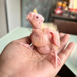 春笋