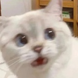 111