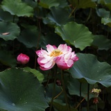 豆沙麻团