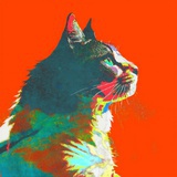 无无聊聊有只猫