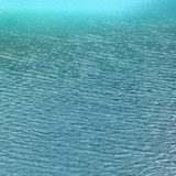 春来杨柳摘几枝