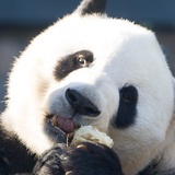 可乐鸡翅不加冰