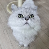上头的西西弗斯