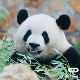 橙子