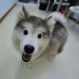 创意写作君