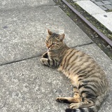 游离
