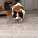 张冬至