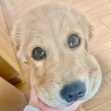 奶牛猫不吃糖