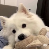 爆炸狮子头