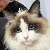 小猫爱吃鱼+-