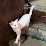 爱吃虾片