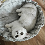 Ynh