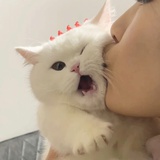 摸鱼的劳模