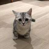 邱汪汪