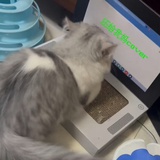 忍受小猫下限