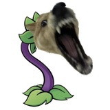 愛