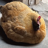 🍑太🐔