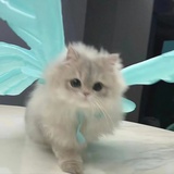 吞掉瞌睡虫
