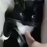嘿嘿嘿